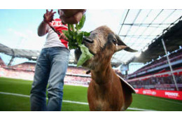 ブンデス再開もマスコットはダメ！「愛されヤギ」も10年ぶりお休み 画像