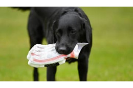 女子、壮大に吹っ飛ぶ！これが「愛犬タックル」だ 画像