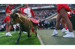 ケルンの愛されヤギ、マスコット世界一になる 画像