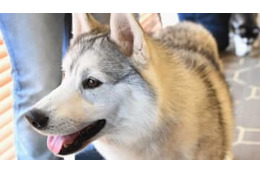 若月大和も見た！会長のワンコが試合乱入…会長自ら“捕獲”したシーンがこちら 画像