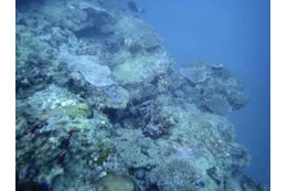 辺野古サンゴ移植を容認 画像