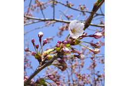 北海道に桜前線が到達 画像