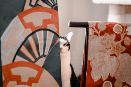 「保護猫の実態知って」 画像