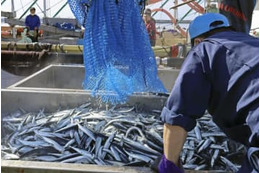 今年のサンマ、少なく小ぶり 画像