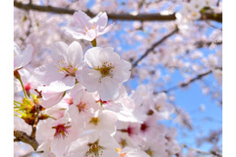 桜の下でシートを広げ飲食。すると「こんなに…！」外国人が驚いた花見の様子に『心を通わせる大切な時間』 画像