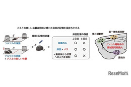 楽しい体験は睡眠中に脳の協調性を高める…理研ら研究