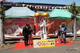 ホワイトタイガー赤ちゃん、観覧者20万人達成…東武動物公園
