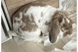 飼い主を待つ耳垂れうさぎ　帰宅すると部屋の光景に…「言葉が出ない」「笑った」 画像