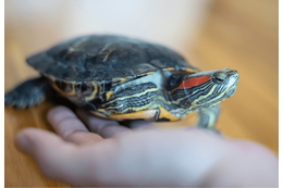 家の中で放飼いしていた亀　その後、予想外な居場所に「プッ」「居心地よさそう」 画像