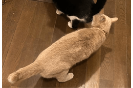 食事中の兄猫のお尻を嗅ぐ妹猫　しかし、よく見ると「ご飯の匂いかな」「繋がるかも」 画像