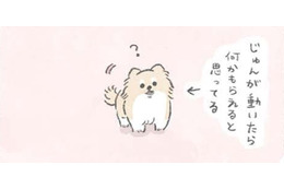 愛犬むっくは動くとついてくる…なにか期待している？ 【うちのむっくはいつも楽しそう #１ 】