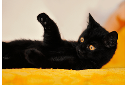 ベッドで寝ていると愛猫が上に乗ってきて…→可愛い行動に「まるで握手」 画像