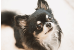白黒のチワワを飼う家族　成長していくうちに→まさかの変化に「驚いた」「今では笑い話」 画像