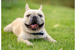 輪っかで遊ぶダックス　愛犬のブルドッグが真似した結果…→「思わず笑った」 画像