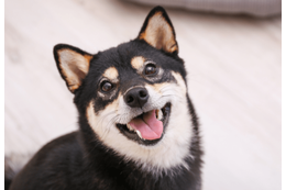 イタズラを□ろうとする飼い主　次の瞬間…→柴犬のポーズに「完全に現行犯」「怒る気失せた」 画像