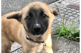 雑種の子犬を引き取った私　飼い始めた3ヶ月後…→まさかの変貌に「急激な成長」「可愛さは変わらない」 画像