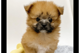 ペットショップで一目惚れした愛犬　昔の写真を見返すと⇒成長した後の変貌に「驚いた」「笑顔になった」 画像