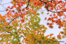 【中学受験】来月行ける中高一貫・共学校「学校見学」11月…渋幕、慶應など 画像