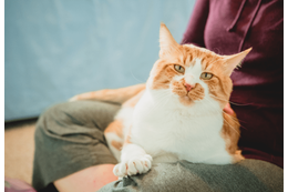 80代の祖父が大好きな4歳の孫　祖父の膝で眠る猫を見ると⇒孫の“まねっこ行動”に「ほっこり」 画像