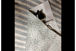 保護猫を飼う飼い主　猫がゴロゴロしていると⇒まさかの状態に「猫クレープ」「自分で包まった」 画像