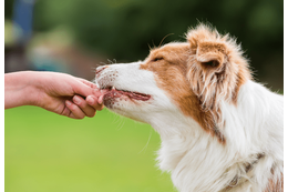 頭がよすぎる愛犬…家族がおやつをあげようとすると⇒まさかの先周りに「もしかしてAIなの？」 画像