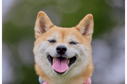 玄関で大はしゃぎする友達の犬　すると、足元にきて⇒まさかの行動に「えー！」「切り替えが激しい」 画像