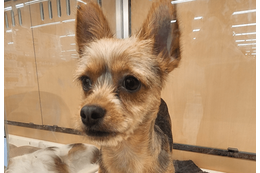 「おじさんみたい」8ヶ月売れ残りの犬　我が家に迎え入れると…⇒見違えるほど健康的な姿に「可愛くなった」 画像