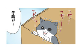 ダンボール箱の中で必死に鳴いてる仔猫を発見…こんな小さいのに誰が捨てたの？【おさんぽですし！　おしゃべり犬とイライラ猫の日記 #18】