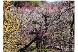 東京都「神代植物公園」梅・椿・桜 開花にあわせた催し、2/10から