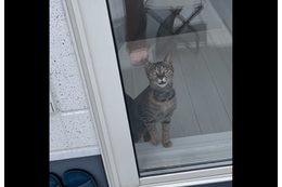 洗濯物でバタバタする飼い主　すると愛猫が勘違い！？⇒助けに来た姿に「動画撮ってよかった！」 画像