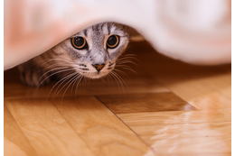 家の中から突然消えた猫　飼い主「どこいったの？」⇒ようやく”発見した場所”に「そりゃ分からん」 画像