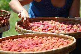 「ていねいな暮らし」とは無縁だった52歳・バツイチ女性が、梅干しをつけてみたら