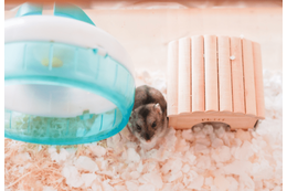 極度の人見知りなハムスター　夜中に響く音に違和感…⇒まさかの行動に「え、そこ？」「どうやって登った？」 画像