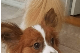 トイレから聞こえる謎の音　恐る恐る覗き込むと⇒愛犬の”衝撃の姿”に「おもちゃじゃないから！」 画像