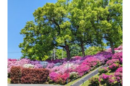 【画像ギャラリー】穀雨のころのヒルトップと「まさかの食材」