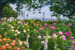 【GW2026】バラ1,900株が見頃…横浜ローズウィーク5/2から