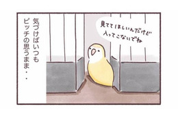 「入ってこないで！」でも「見てて！」狭いところが好きなインコのかわいい本音【うちのインコたちは今日もおしゃべり #５】