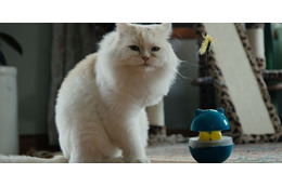 カタールの保護猫たちを大移送『猫たちと7000マイルの旅』監督インタビュー　入場者特典＆Tシャツ販売も決定