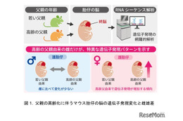 父親の高齢化による脳遺伝子発現に性差…東北大がマウス研究