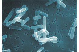 歯磨き・ガムに続く口臭対策に、いま“スーパー乳酸菌”がアツい！？ 画像