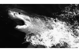 21歳のサッカー選手、サメに食い殺される 画像