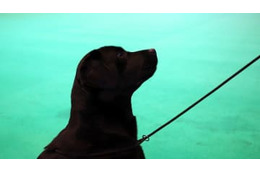 こりゃすげぇ！ボール扱いが神すぎるワンコの「異次元のボールタッチ」がこれ 画像