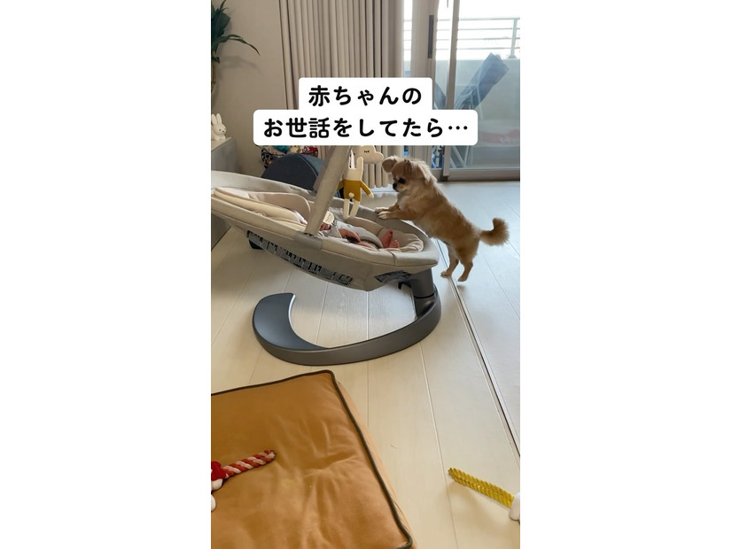 【心臓が弱い方は見ないでください】昼と夜、別人のような顔を持つ愛犬に驚愕…！赤ちゃんのお世話をよく手伝ってくれる優しいチワワが夜に人目を盗んでしていたこととは