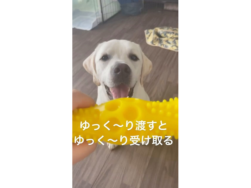 【目撃せよ！】飼い主が「ゆ～っくり」オモチャを渡すと、思わず「スローモーション」になっちゃうラブラドール。「マジ空気読めるｗ」