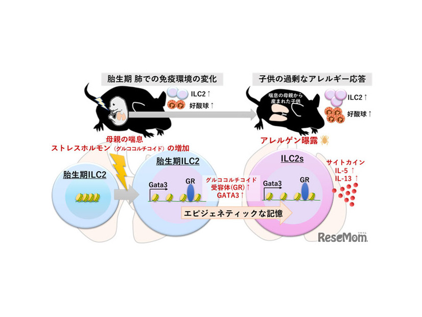 妊娠中の母体の喘息やストレスが子供の喘息を悪化させるメカニズム