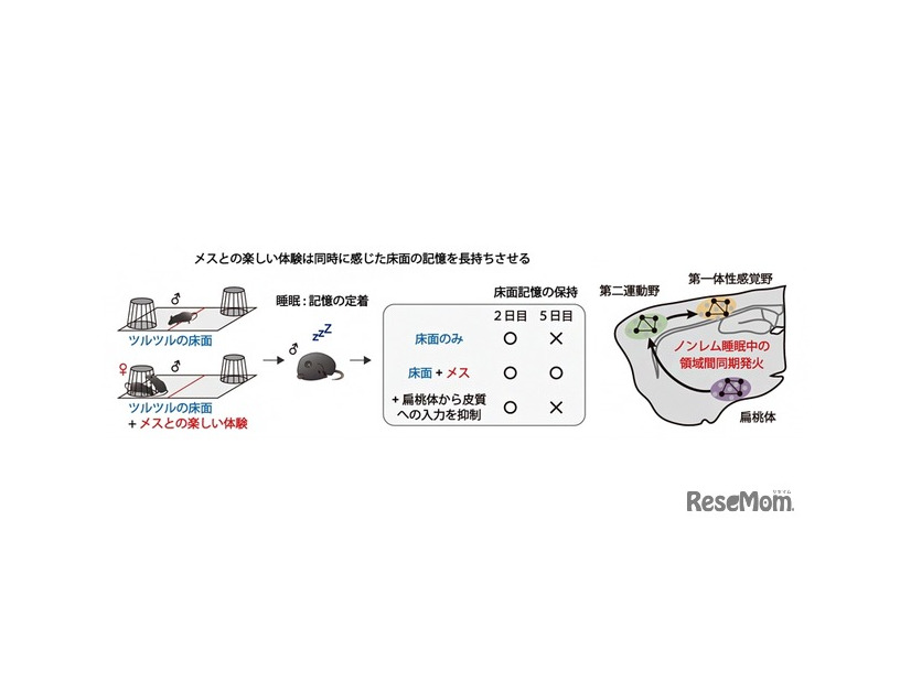 楽しい体験とともに感じた床面の記憶を強化する神経メカニズム