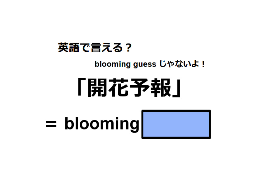 英語で「開花予報」はなんて言う？