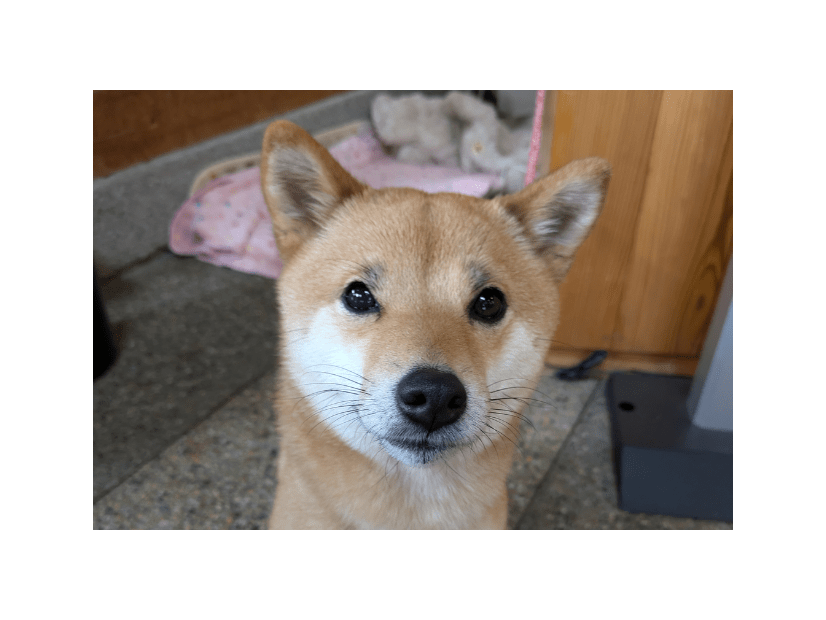 事務所に預けている柴犬　まさかの勘違いに…「ごめんね」「寂しがり屋」