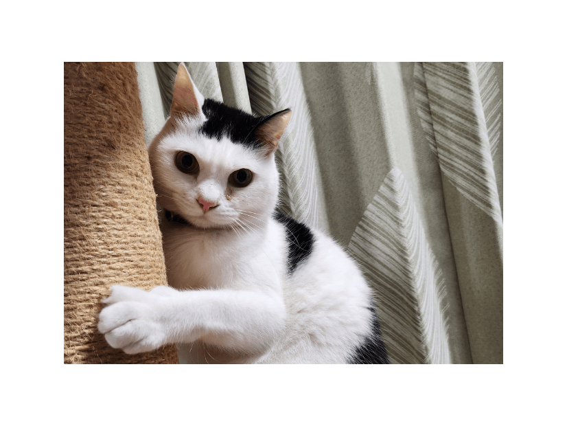 一日中ご飯をねだる猫　妻が”猫の愚痴”をいうと→まさかの行動を！？