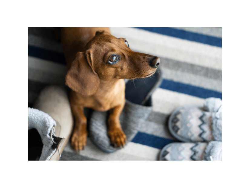 仕事から帰宅後…家用のスリッパが消えた！？愛犬を見つけた瞬間、予想外の状況に「子守りしてる？」